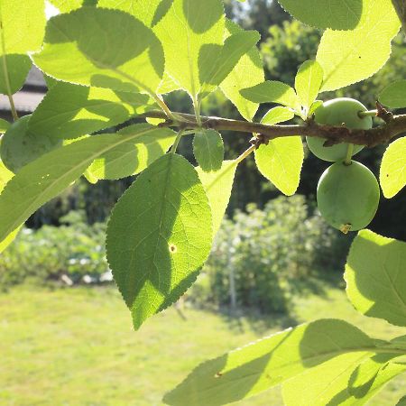 ホテルLes Jardins De Lily Saint-Léonard-de-Noblat エクステリア 写真